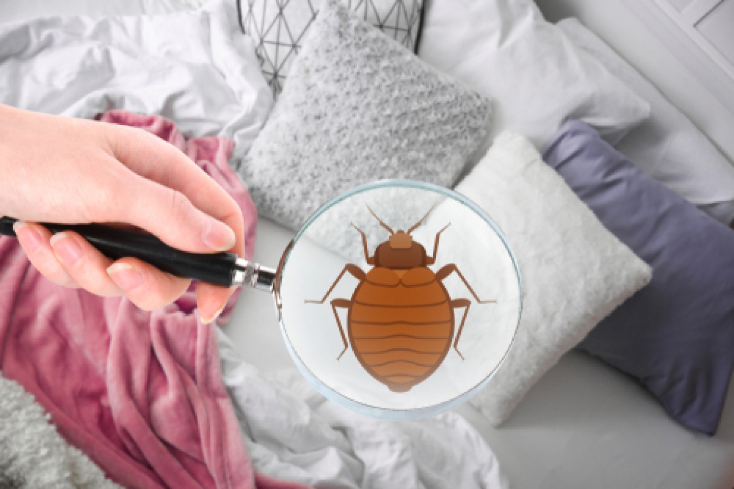 removing mattress with bed bugs
